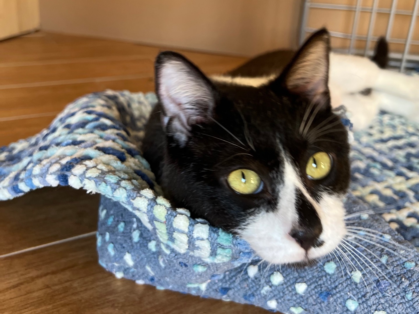 Adotta il gatto Camillo a Roma