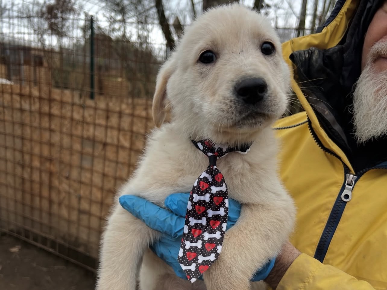 Adozione cane, maschio, Labrador Retriever Razza sconosciuta, 2 mesi, taglia media, Viterbo