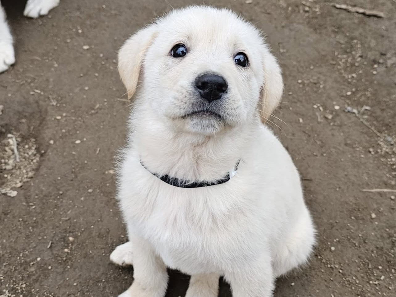 Adotta un cane, maschio, 2 mesi, Viterbo