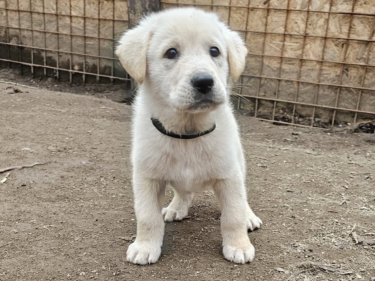 Adotta un cane, taglia media, maschio, Viterbo