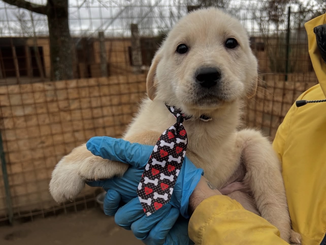 Vuoi adottare un cane a Viterbo?