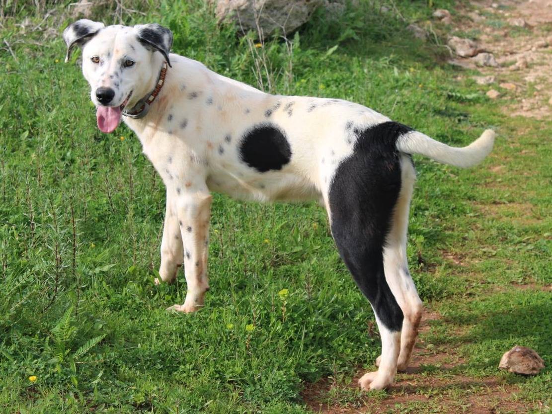 Adotta il cane Spot a Lecce