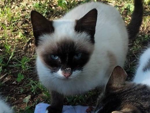 Adozione gatto, maschio, Razza sconosciuta Razza sconosciuta, 2 anni e 5 mesi, taglia non valida, Barletta