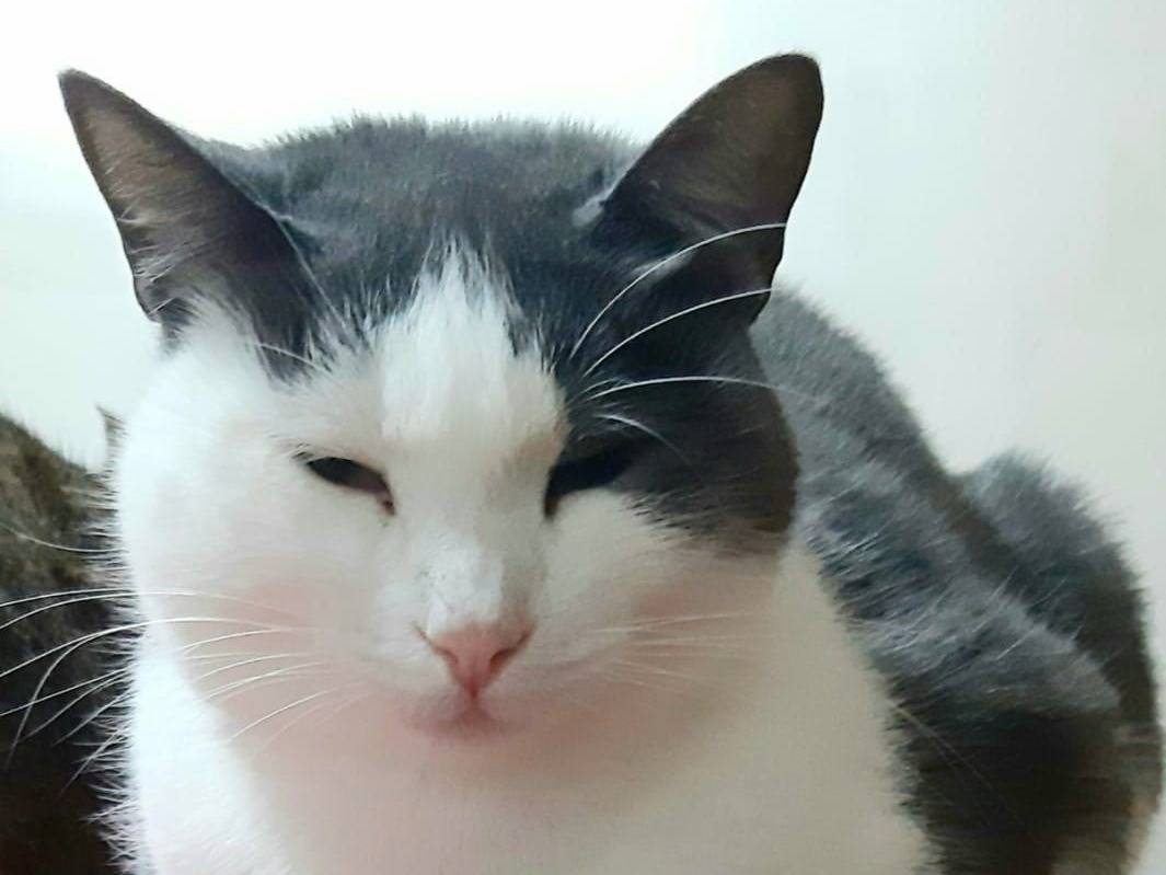 Adozione gatto, femmina, Razza sconosciuta Razza sconosciuta, 4 anni e 9 mesi, taglia non valida, Barletta