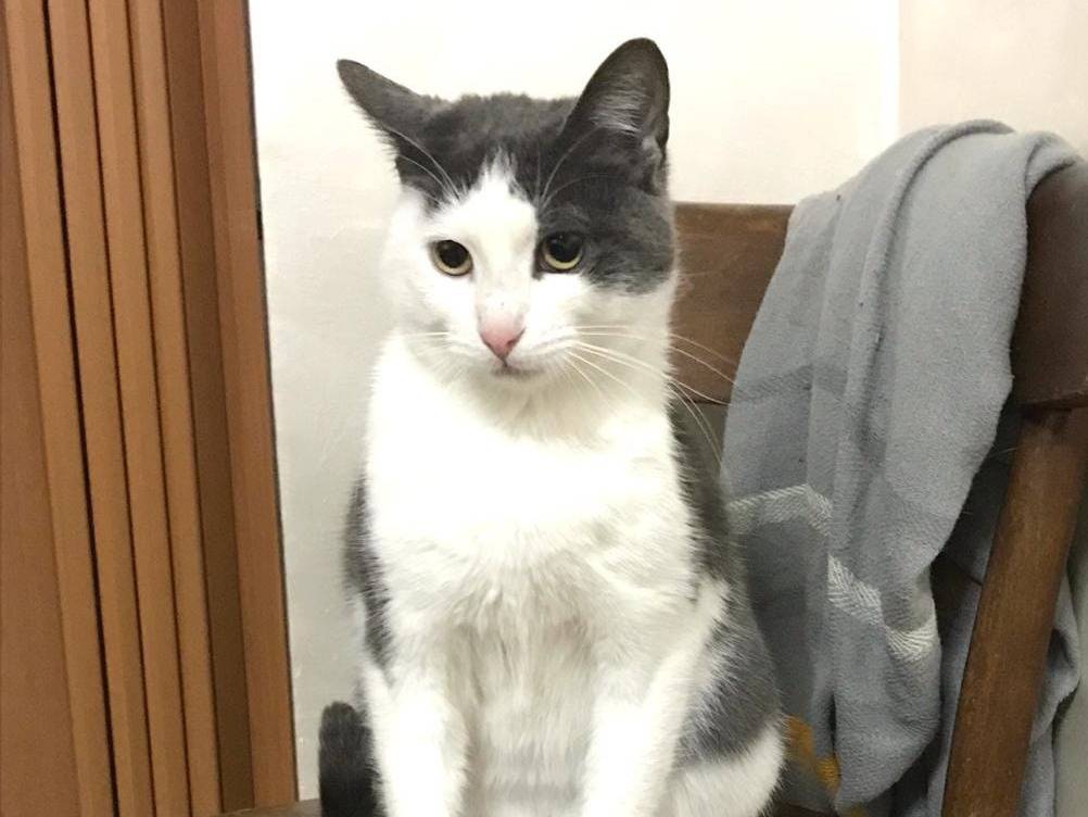 Adotta un gatto, taglia non valida, femmina, Barletta