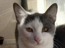 Adotta il gatto Piuma a Barletta