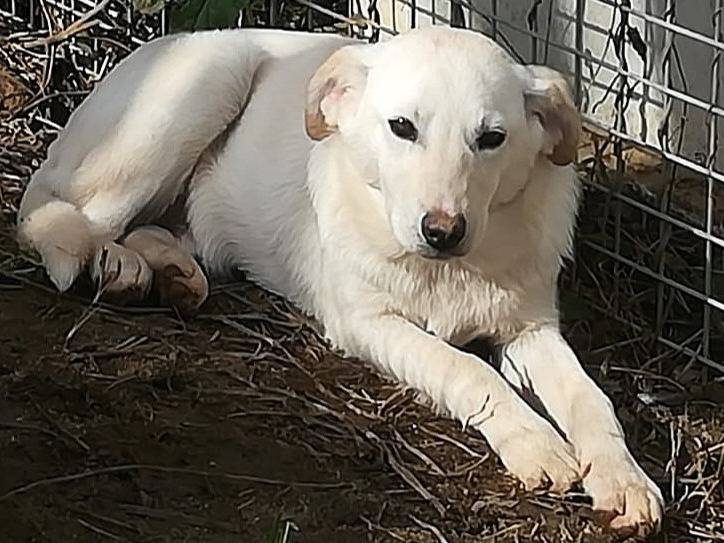 Adozione cane, maschio, Razza sconosciuta Razza sconosciuta, 6 mesi, taglia media contenuta, Milano