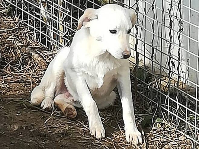 Adotta un cane, maschio, 6 mesi, Milano