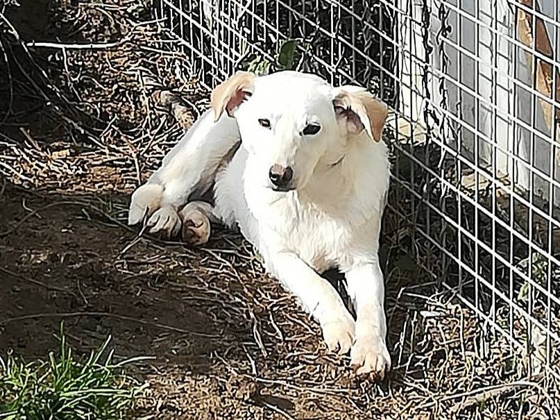 Adotta un cane, taglia media contenuta, maschio, Milano