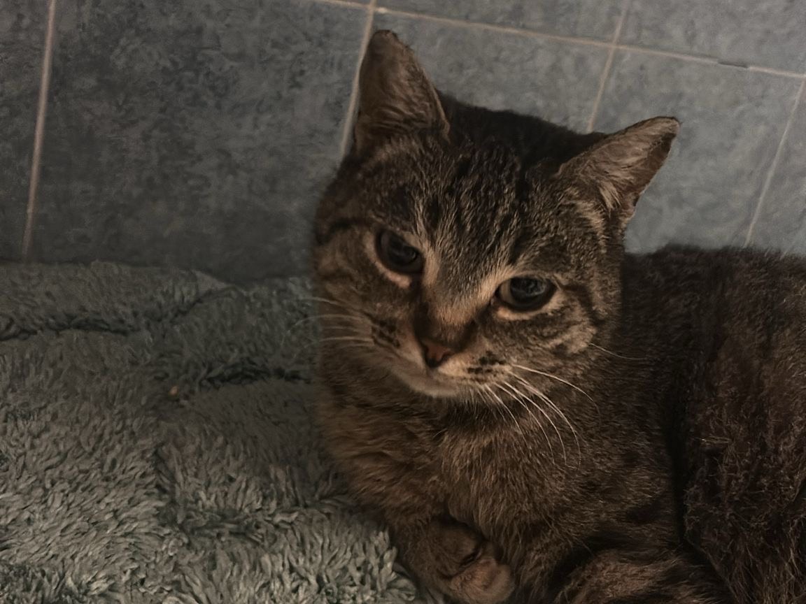 Adozione gatto, femmina, Razza sconosciuta Razza sconosciuta, 7 mesi, taglia non valida, Torino