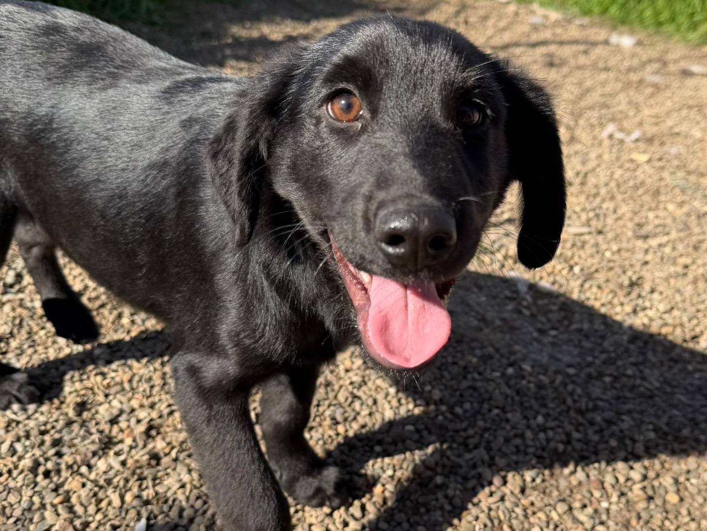 Adozione cane, maschio, Razza sconosciuta Razza sconosciuta, 4 mesi, taglia media contenuta, Matera
