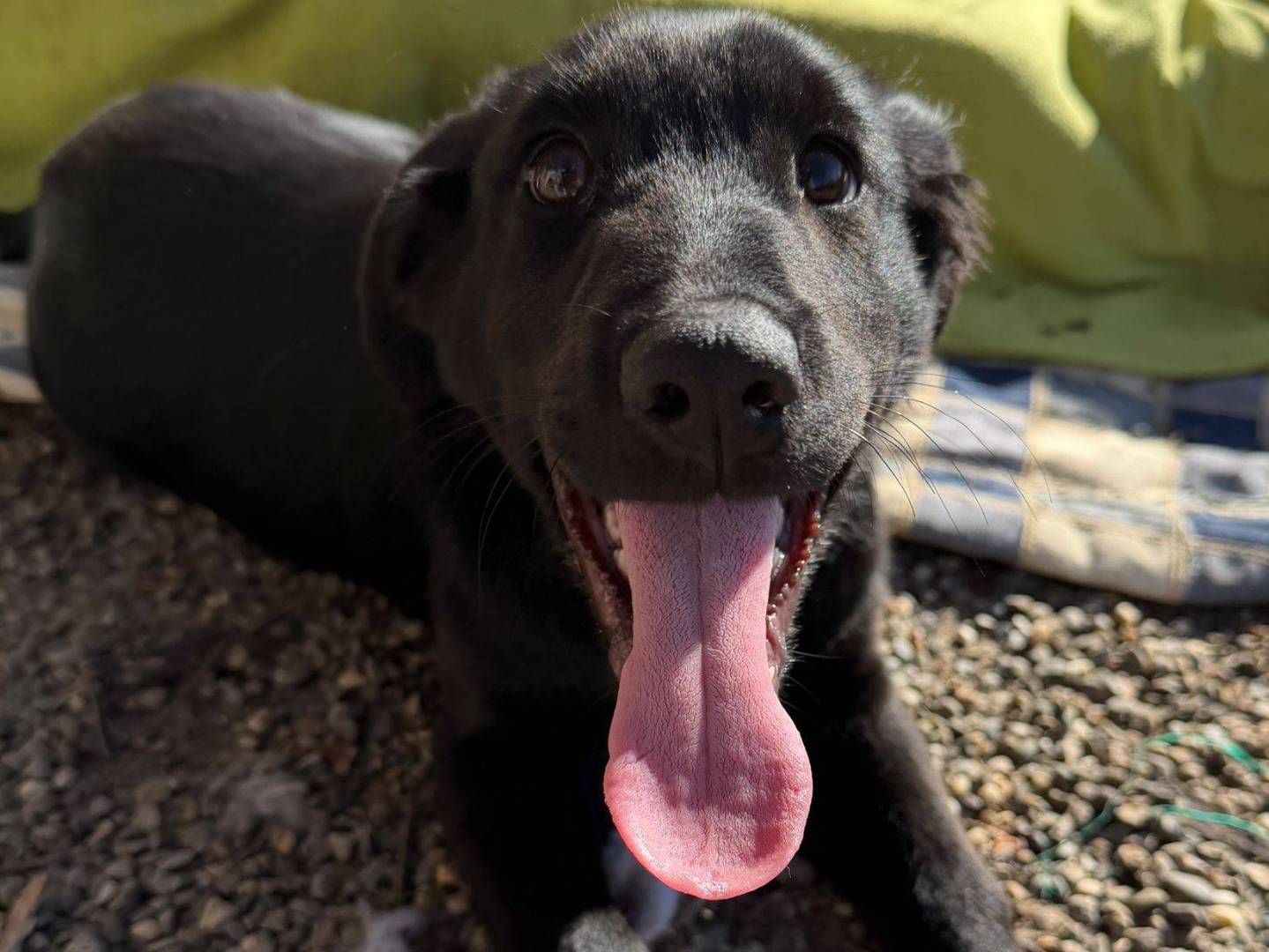 Adotta un cane, maschio, 4 mesi, Matera