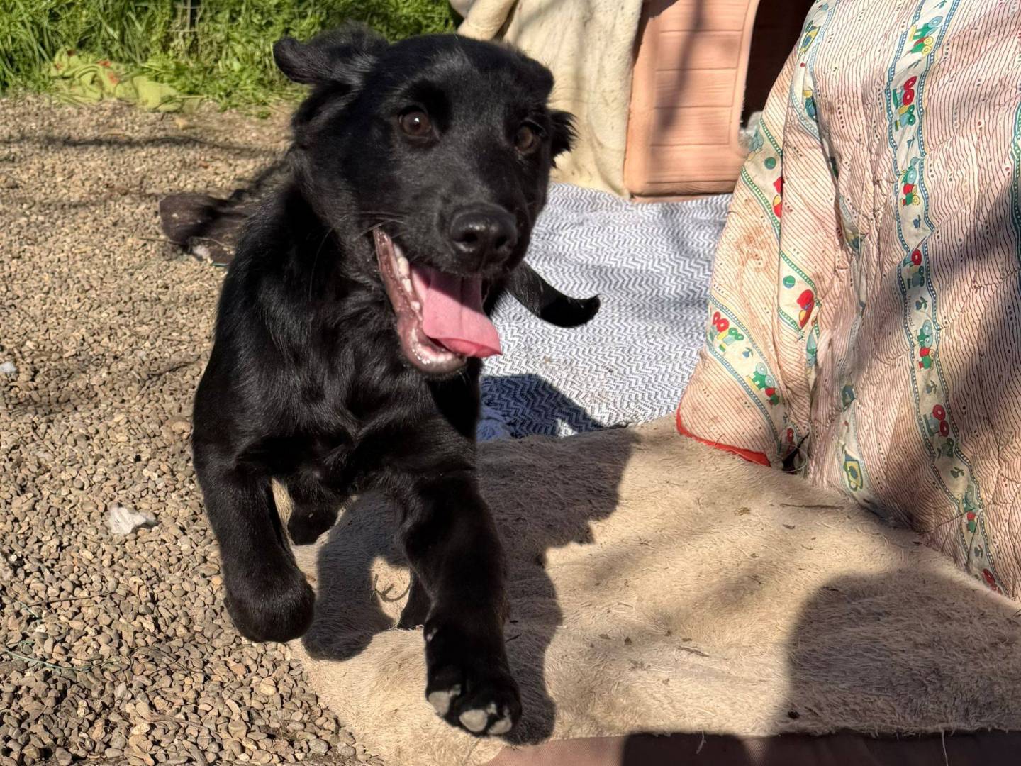 Adotta un cane, taglia media contenuta, maschio, Matera