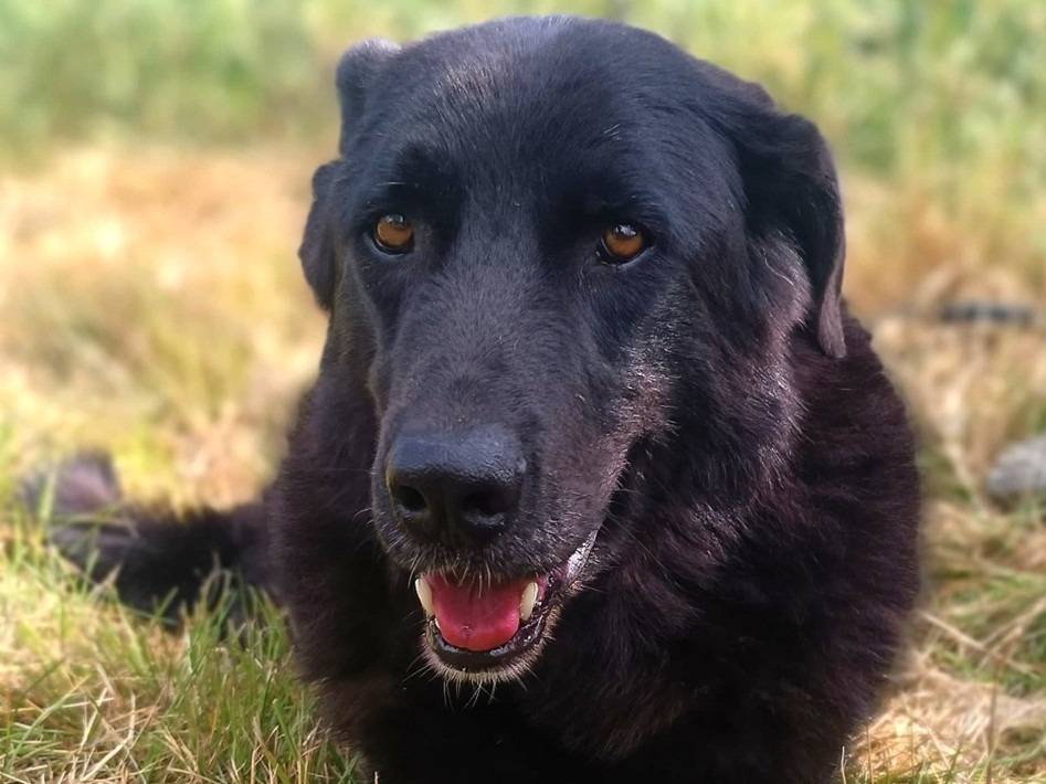 Adotta un cane, taglia media, maschio, Pavia