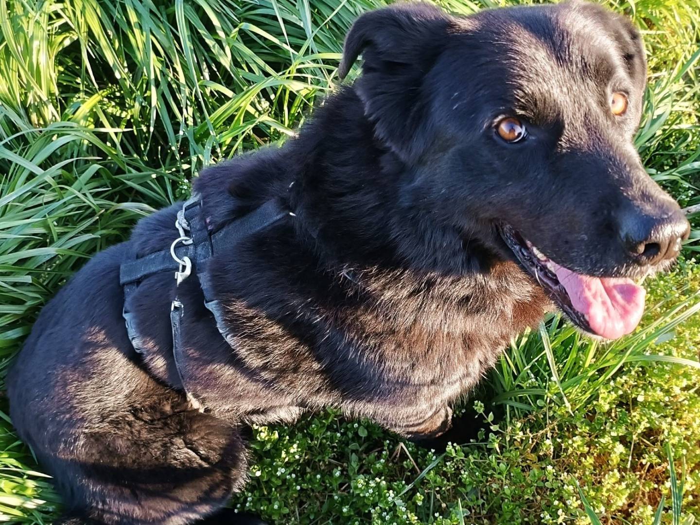 Vuoi adottare un cane a Pavia?