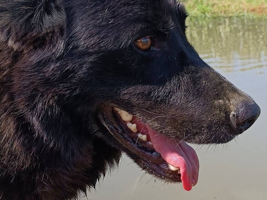 Adotta il cane Connor a Pavia