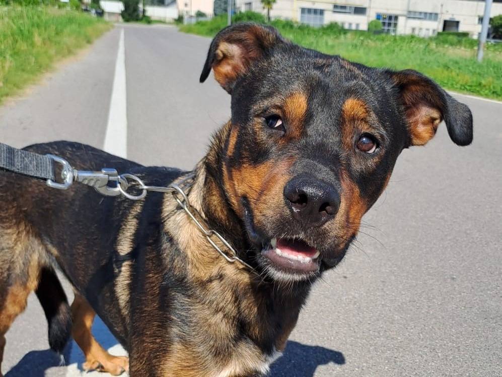 Adozione cane, maschio, Razza sconosciuta Razza sconosciuta, 2 anni e 11 mesi, taglia grande, Milano