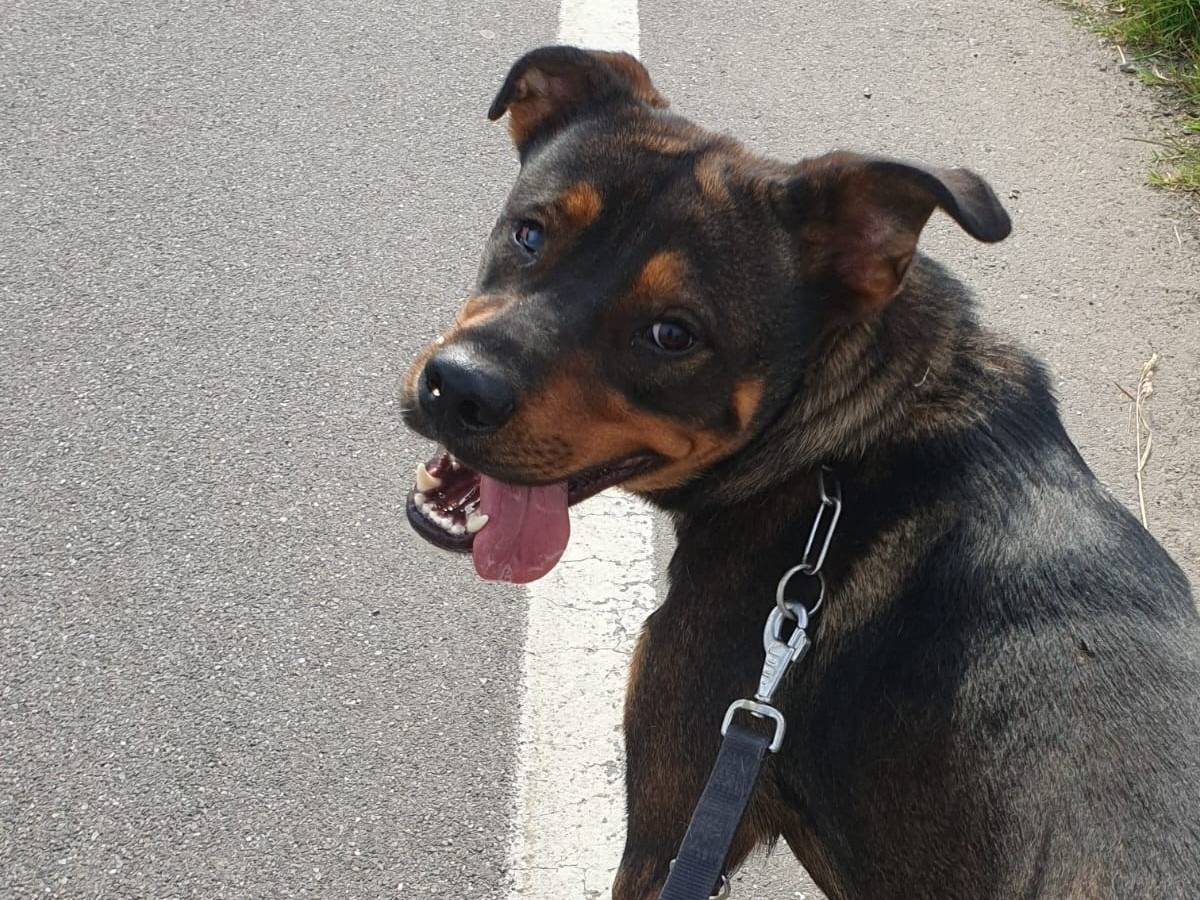 Adotta un cane, taglia grande, maschio, Milano