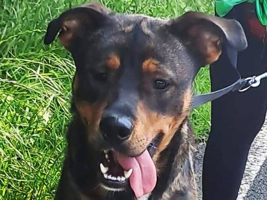 Vuoi adottare un cane a Milano?