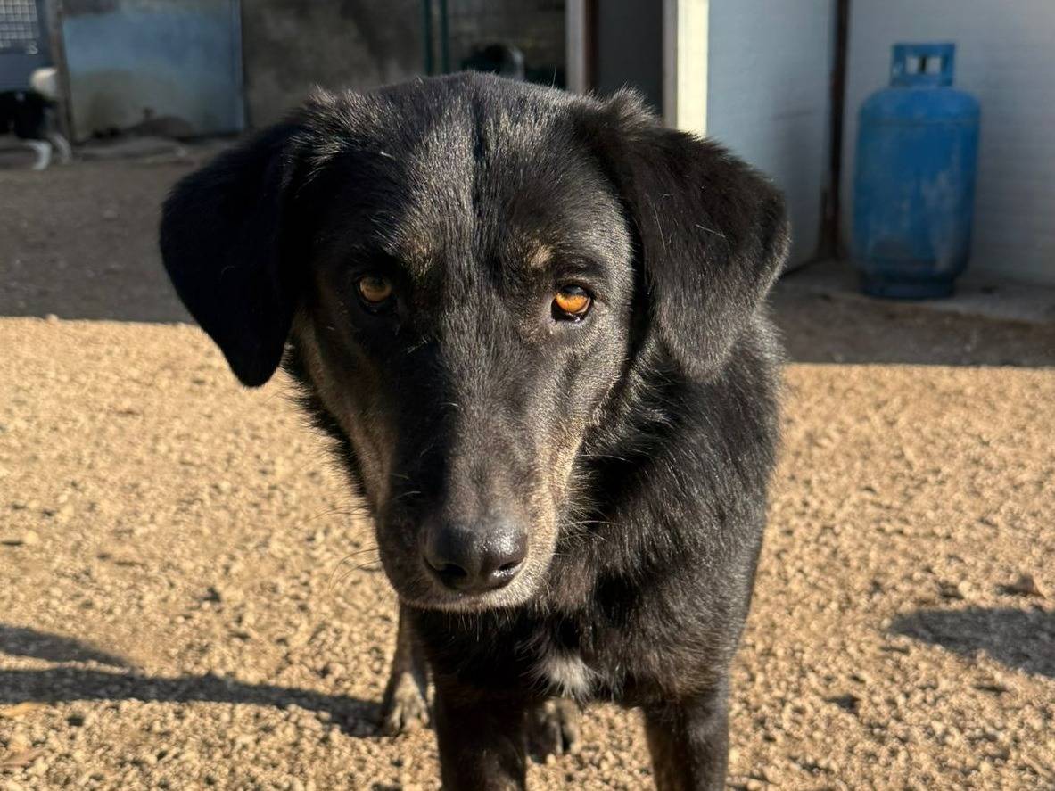 Adozione cane, femmina, Razza sconosciuta Razza sconosciuta, 3 anni e 2 mesi, taglia media, Pordenone