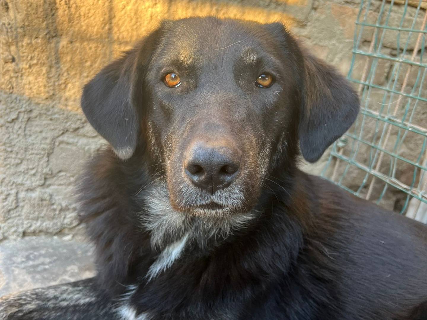 Vuoi adottare un cane a Pordenone?