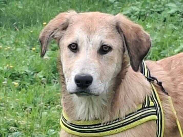 Adozione cane, maschio, Razza sconosciuta Razza sconosciuta, 2 mesi, taglia grande, Milano