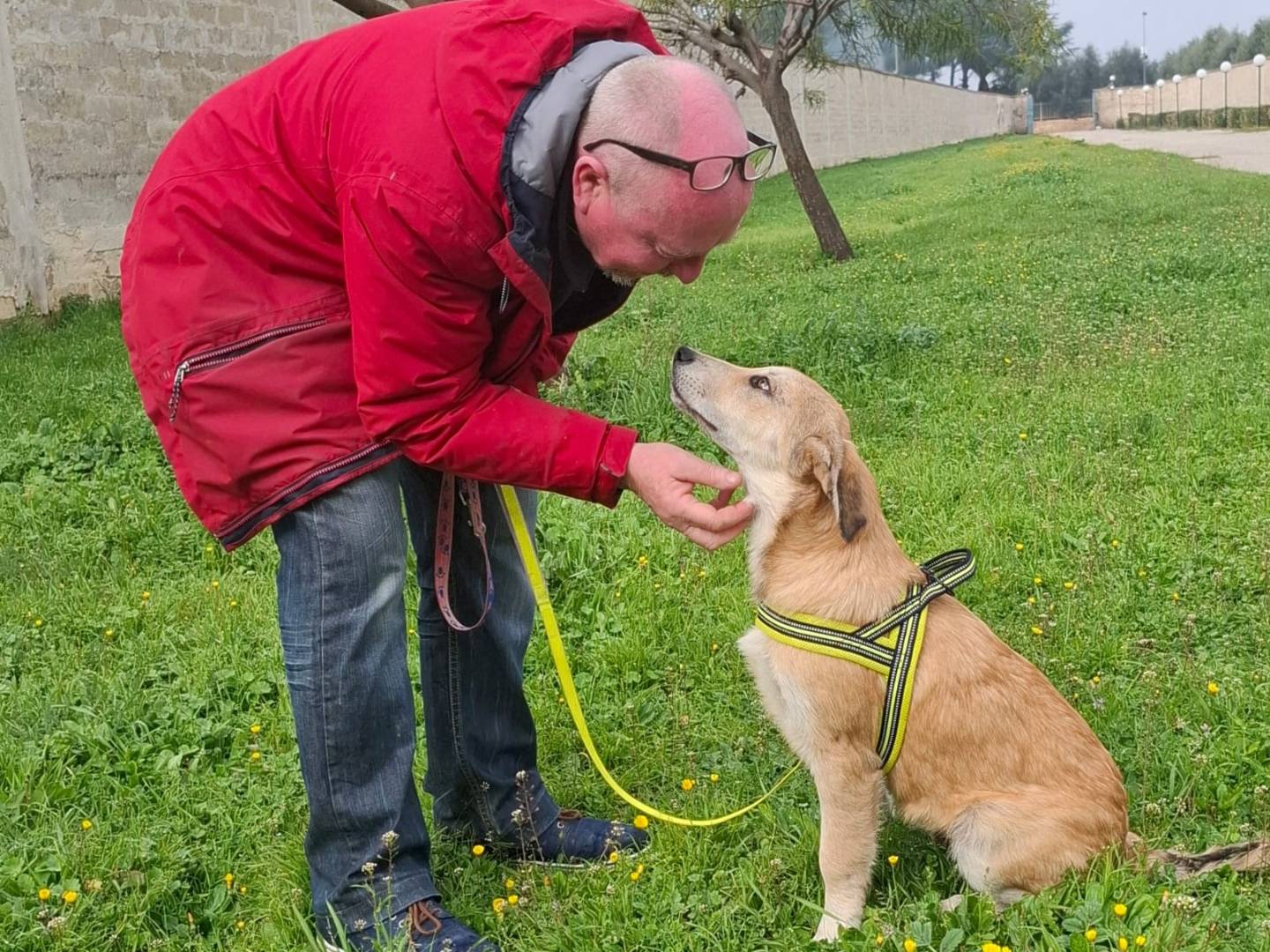 Adotta un cane, taglia grande, maschio, Milano