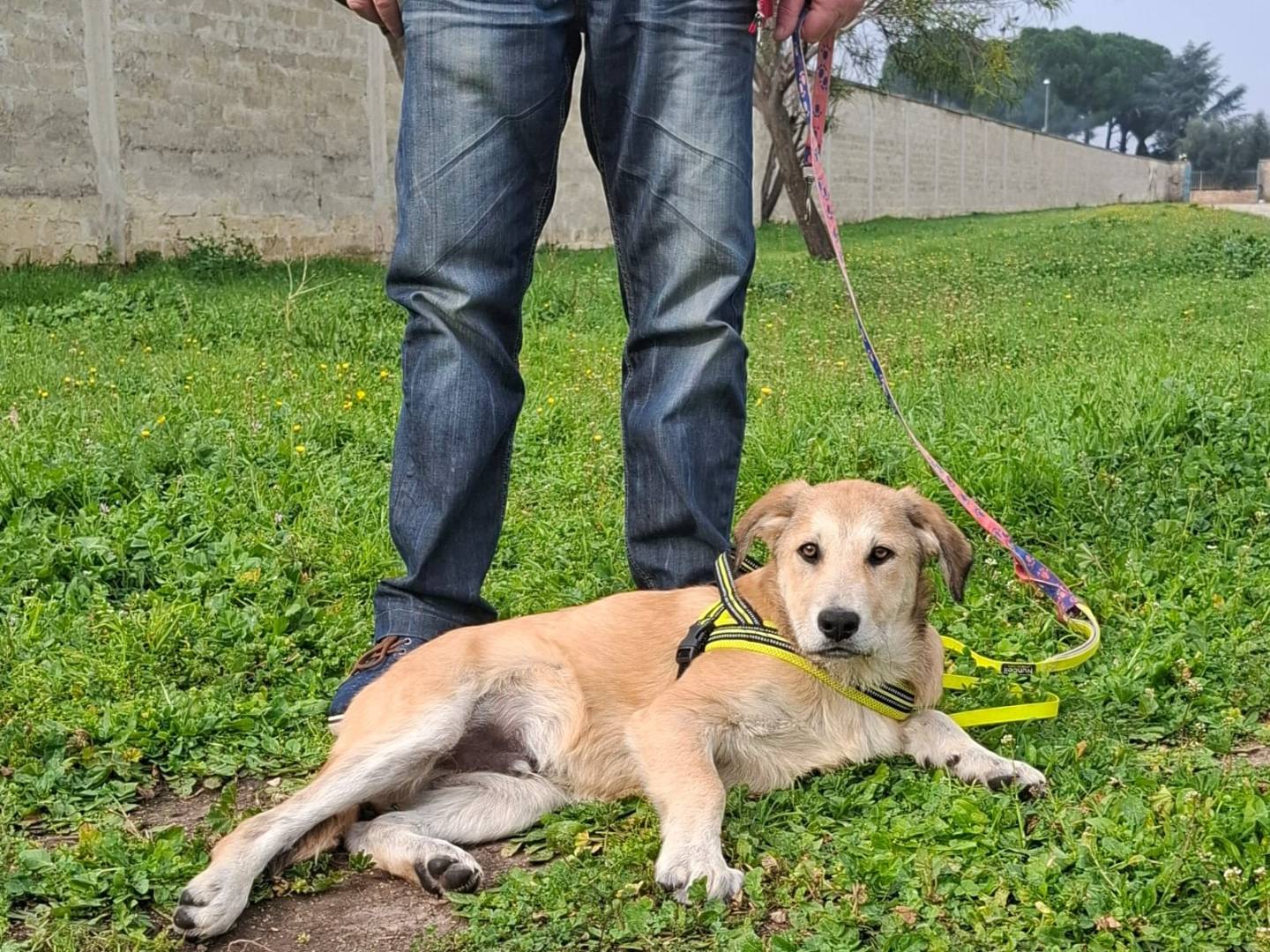 Vuoi adottare un cane a Milano?