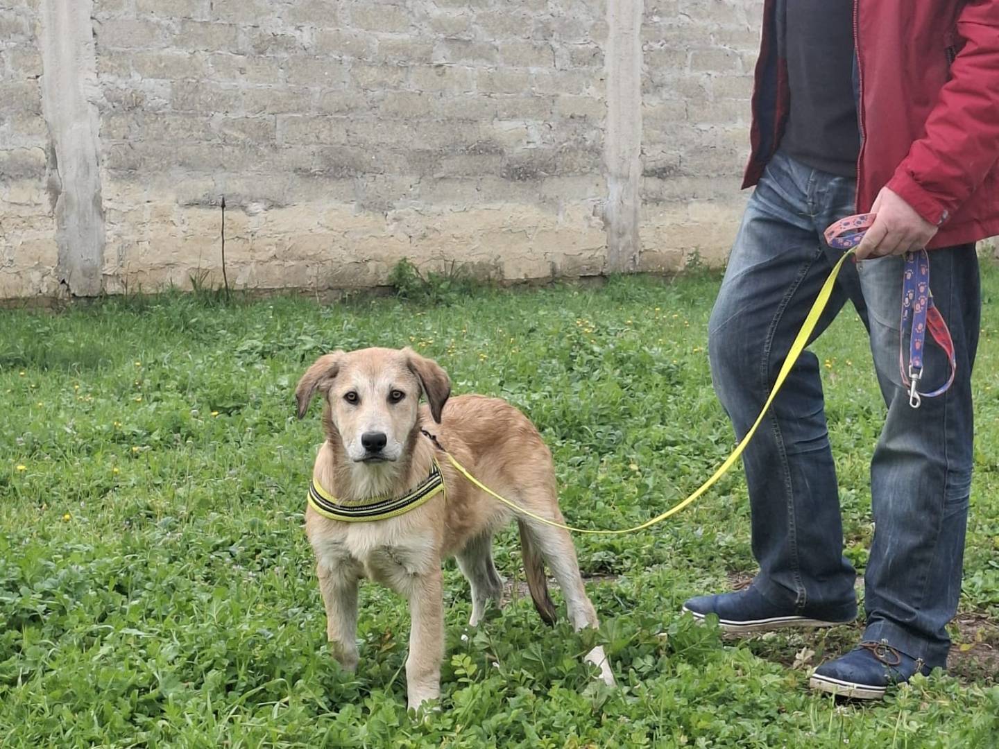 Adotta il cane ETNA a Milano