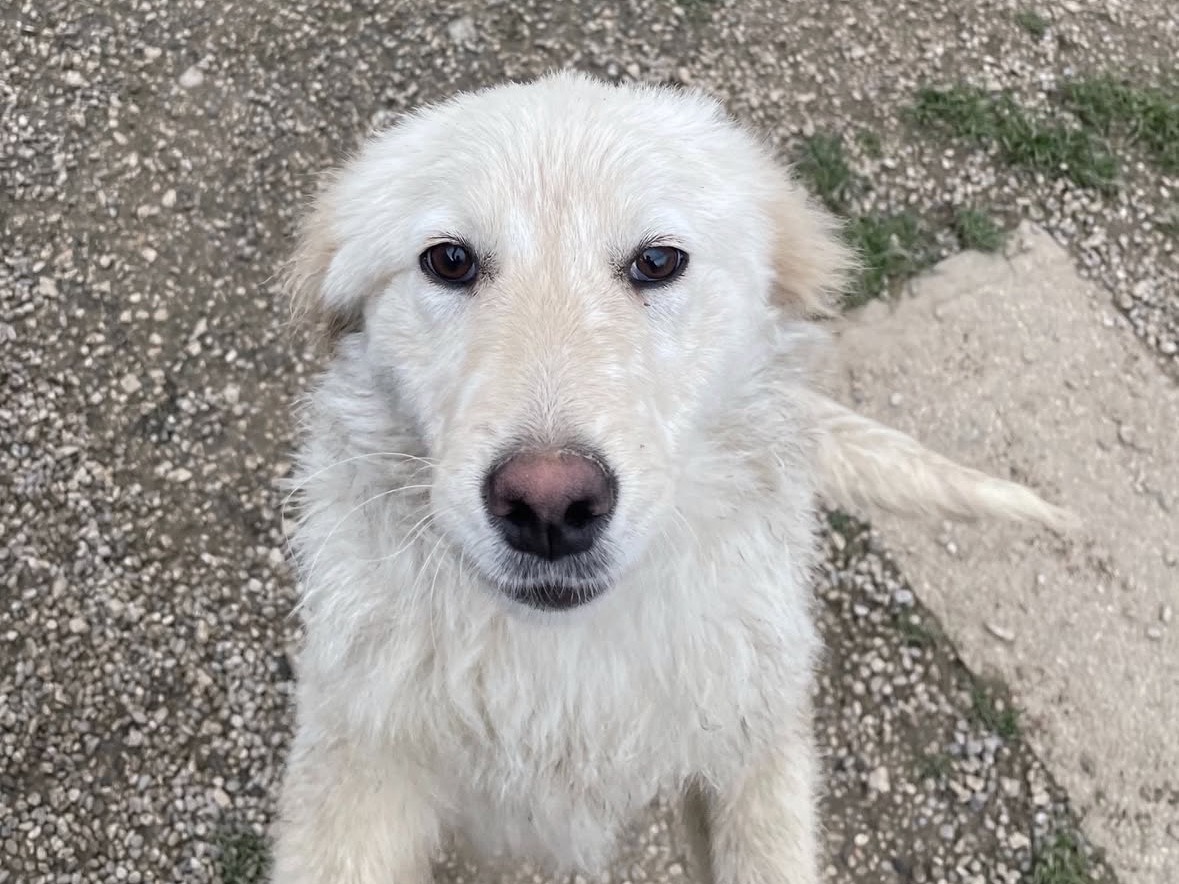 Adozione cane, femmina, Razza sconosciuta Razza sconosciuta, 5 mesi, taglia media, Treviso