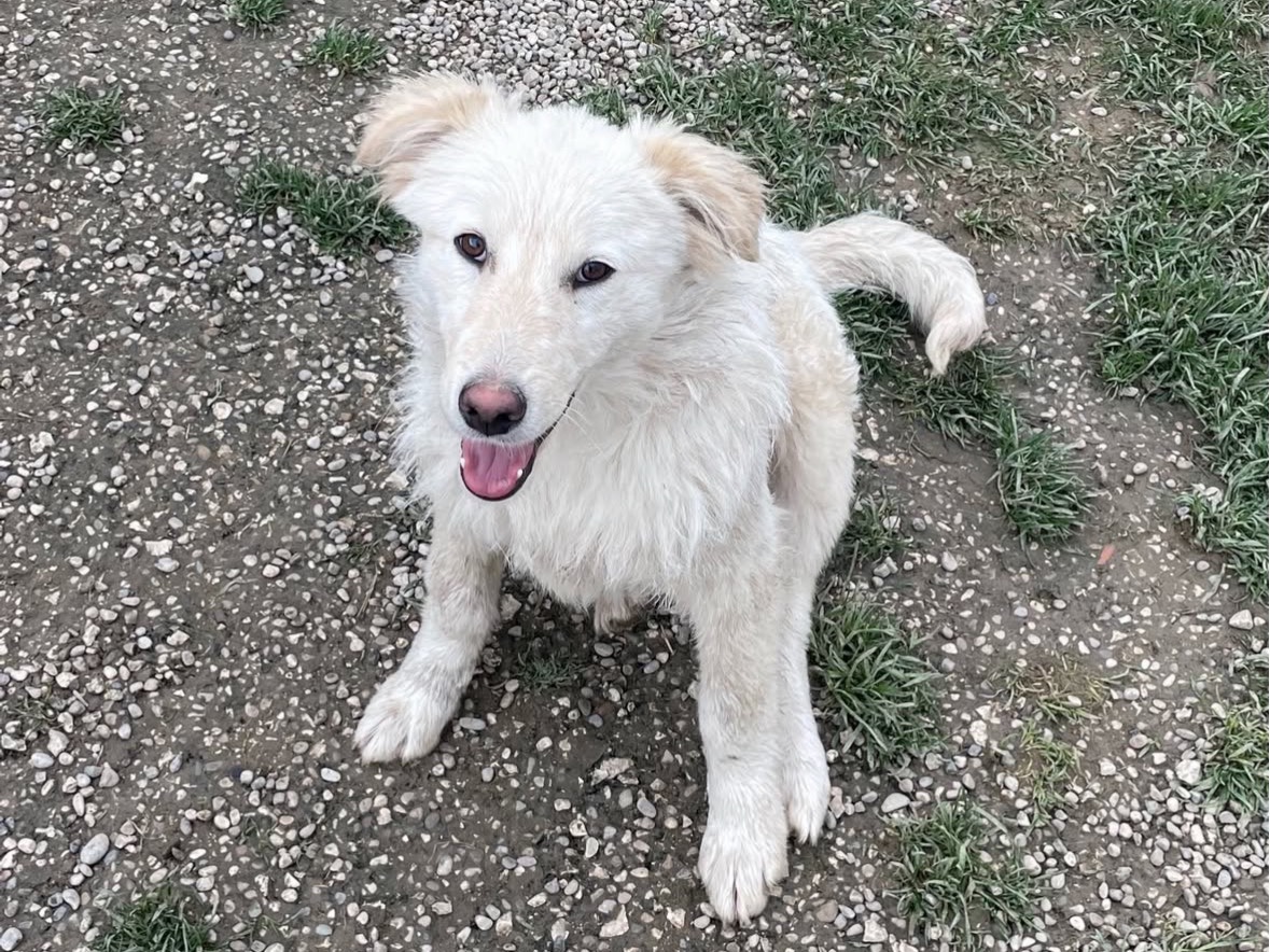 Adotta un cane, femmina, 5 mesi, Treviso