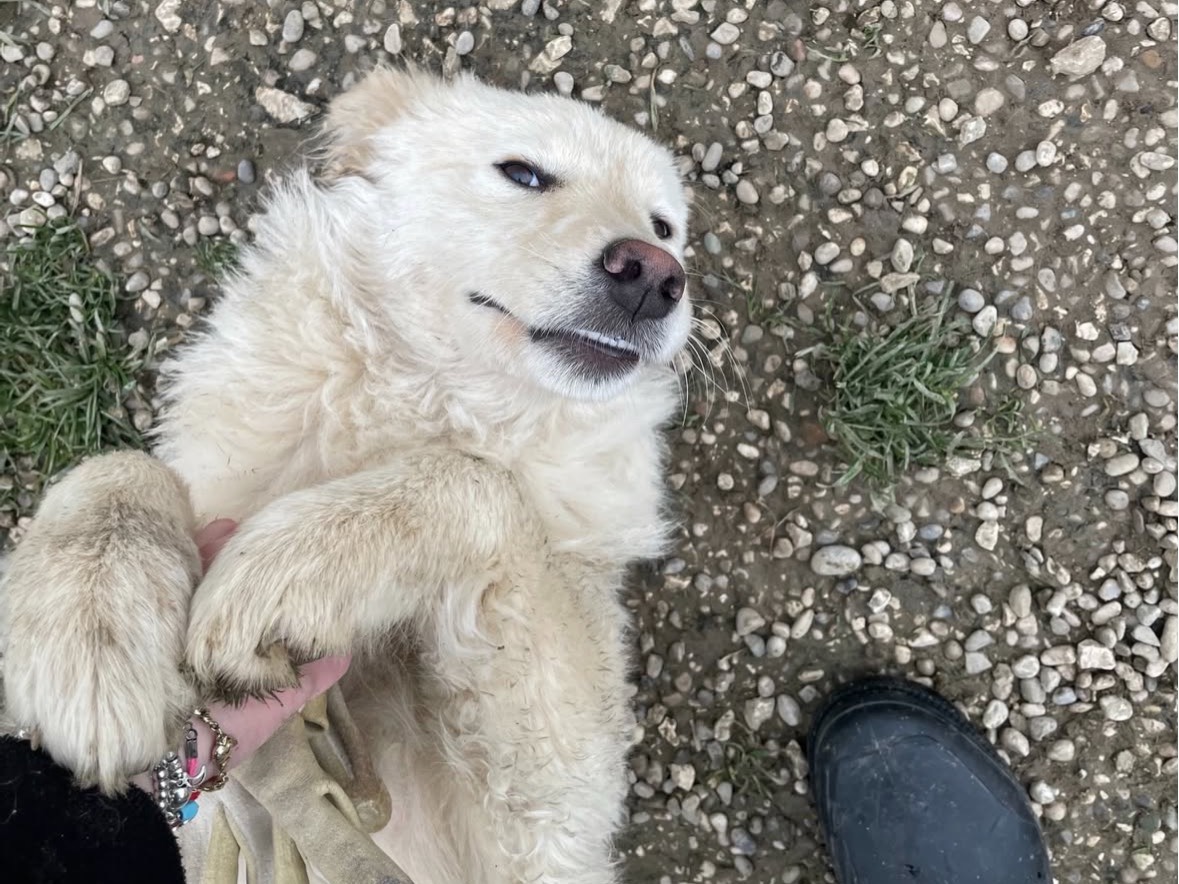 Adotta un cane, taglia media, femmina, Treviso