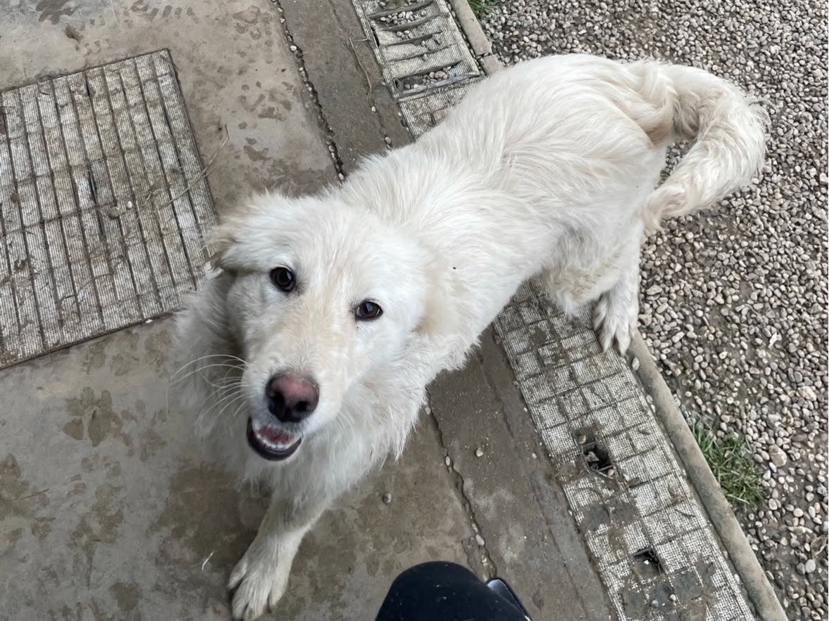 Vuoi adottare un cane a Treviso?