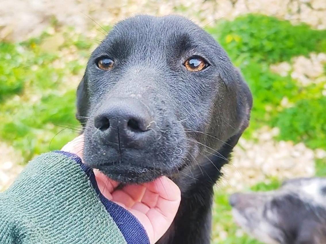 Adozione cane, femmina, Labrador Retriever Razza sconosciuta, 4 mesi, taglia media, Trapani