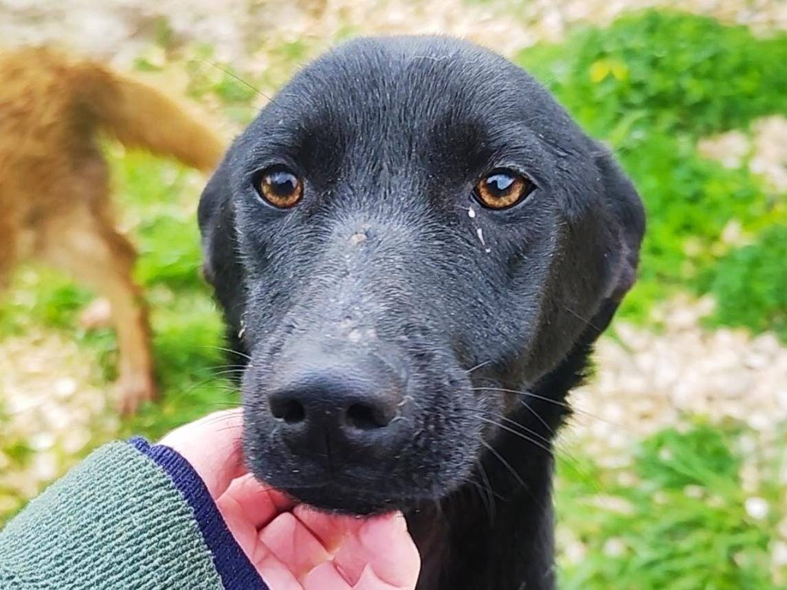 Adotta un cane, femmina, 4 mesi, Trapani