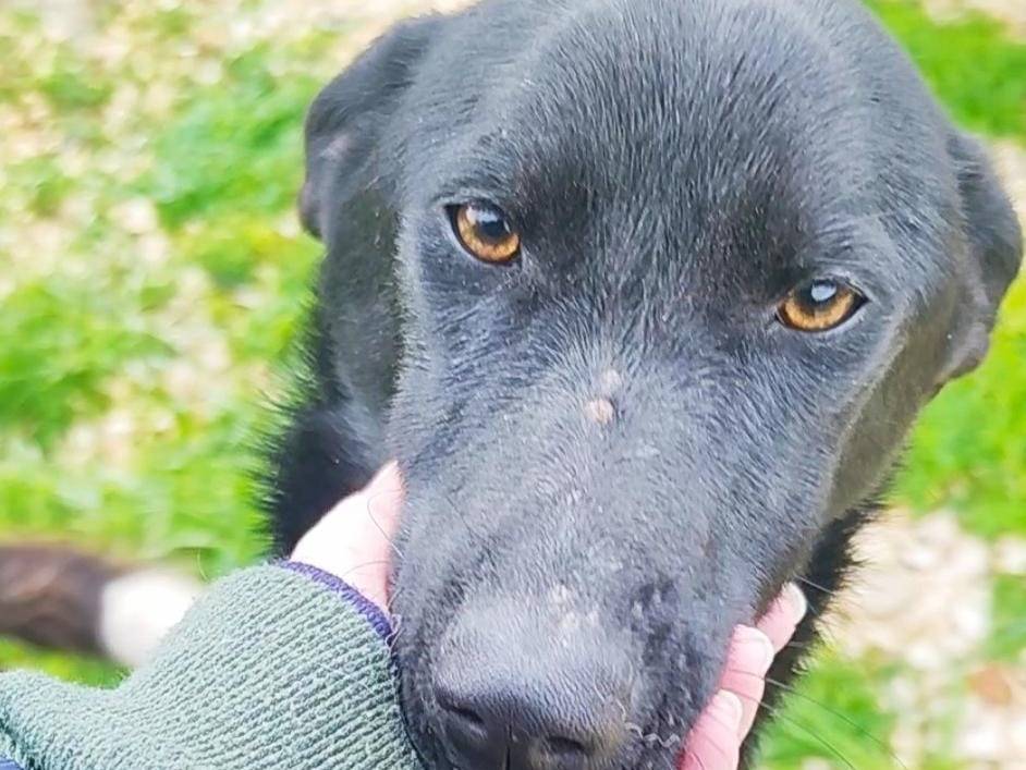 Adotta un cane, taglia media, femmina, Trapani