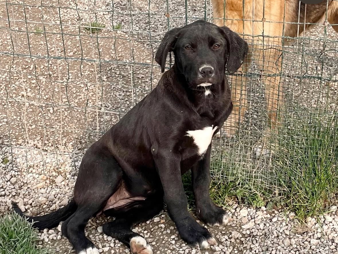 Adozione cane, femmina, Razza sconosciuta Razza sconosciuta, 4 mesi, taglia grande, Treviso