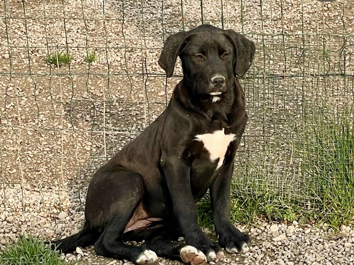 Adotta un cane, femmina, 4 mesi, Treviso