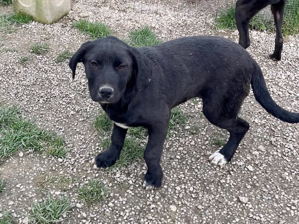 Adotta un cane, taglia grande, femmina, Treviso