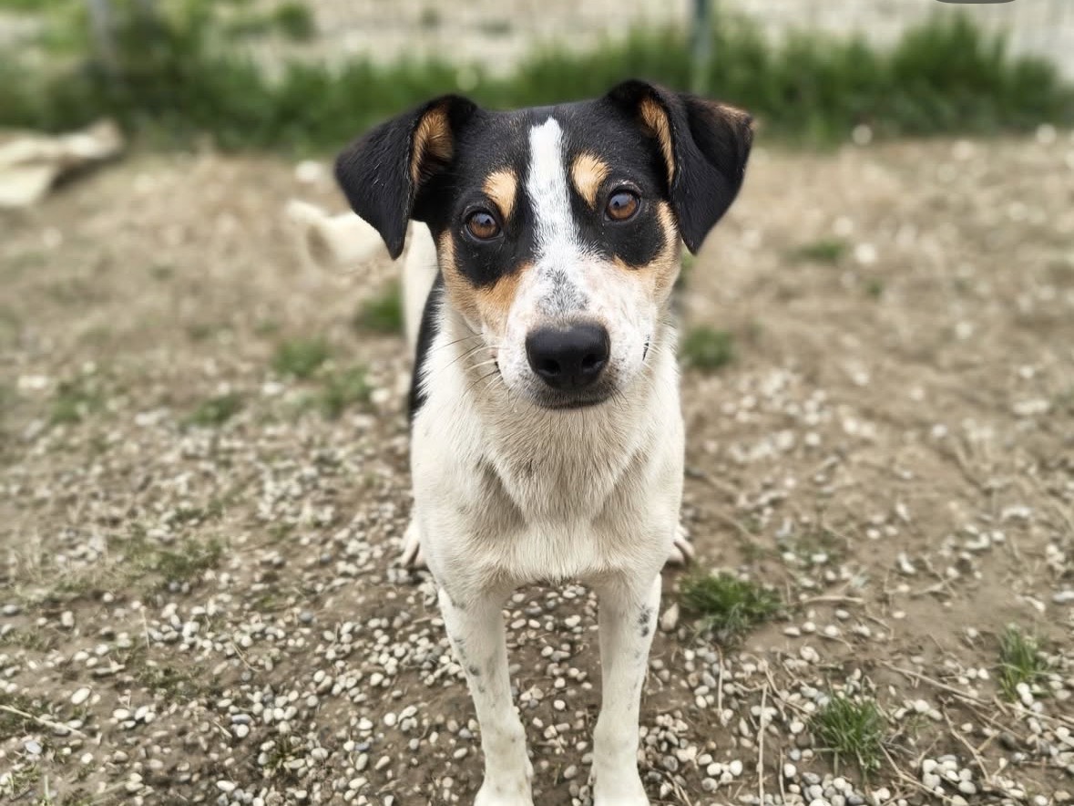 Adozione cane, femmina, Razza sconosciuta Razza sconosciuta, 1 anno, taglia media contenuta, Treviso