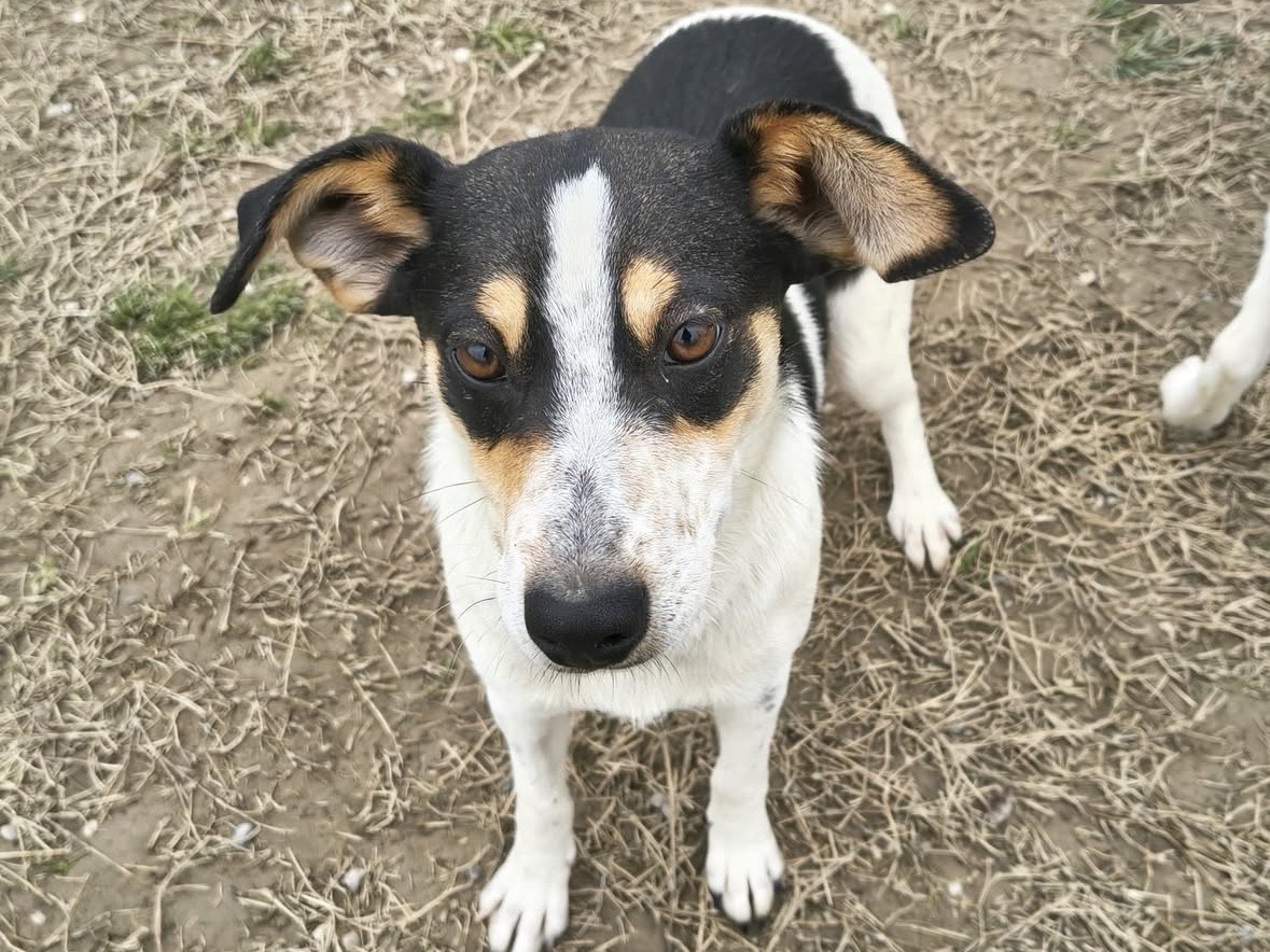 Adotta un cane, femmina, 1 anno, Treviso