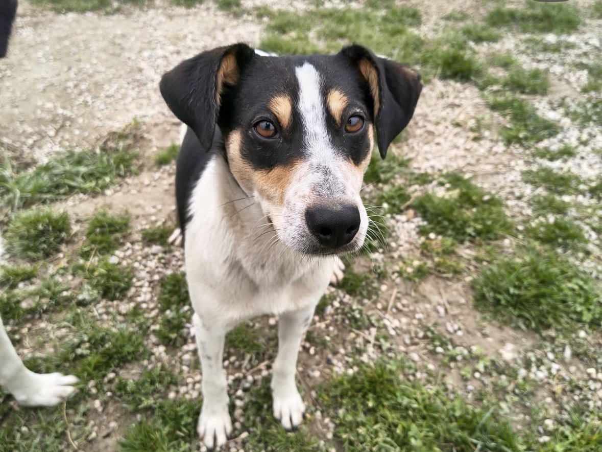 Adotta un cane, taglia media contenuta, femmina, Treviso