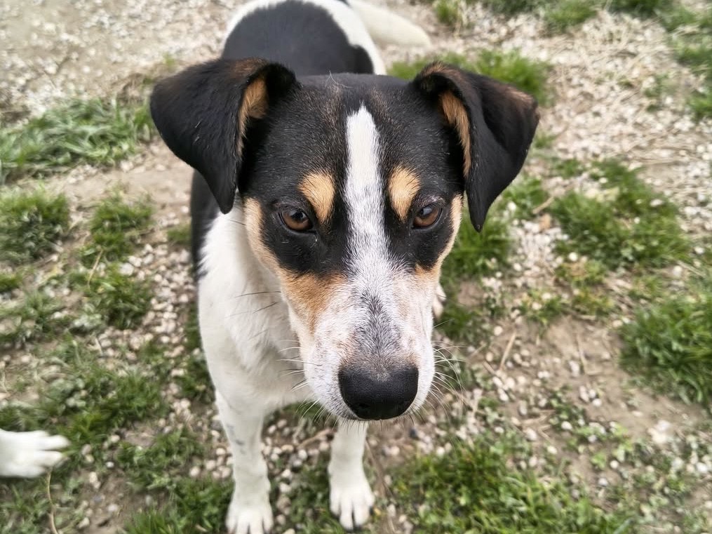 Vuoi adottare un cane a Treviso?