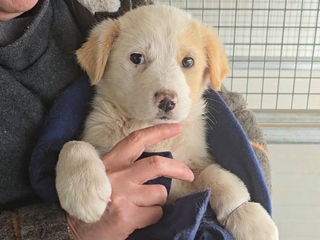 Adozione cane, maschio, Golden Retriever Razza sconosciuta, 2 mesi, taglia media, Trapani