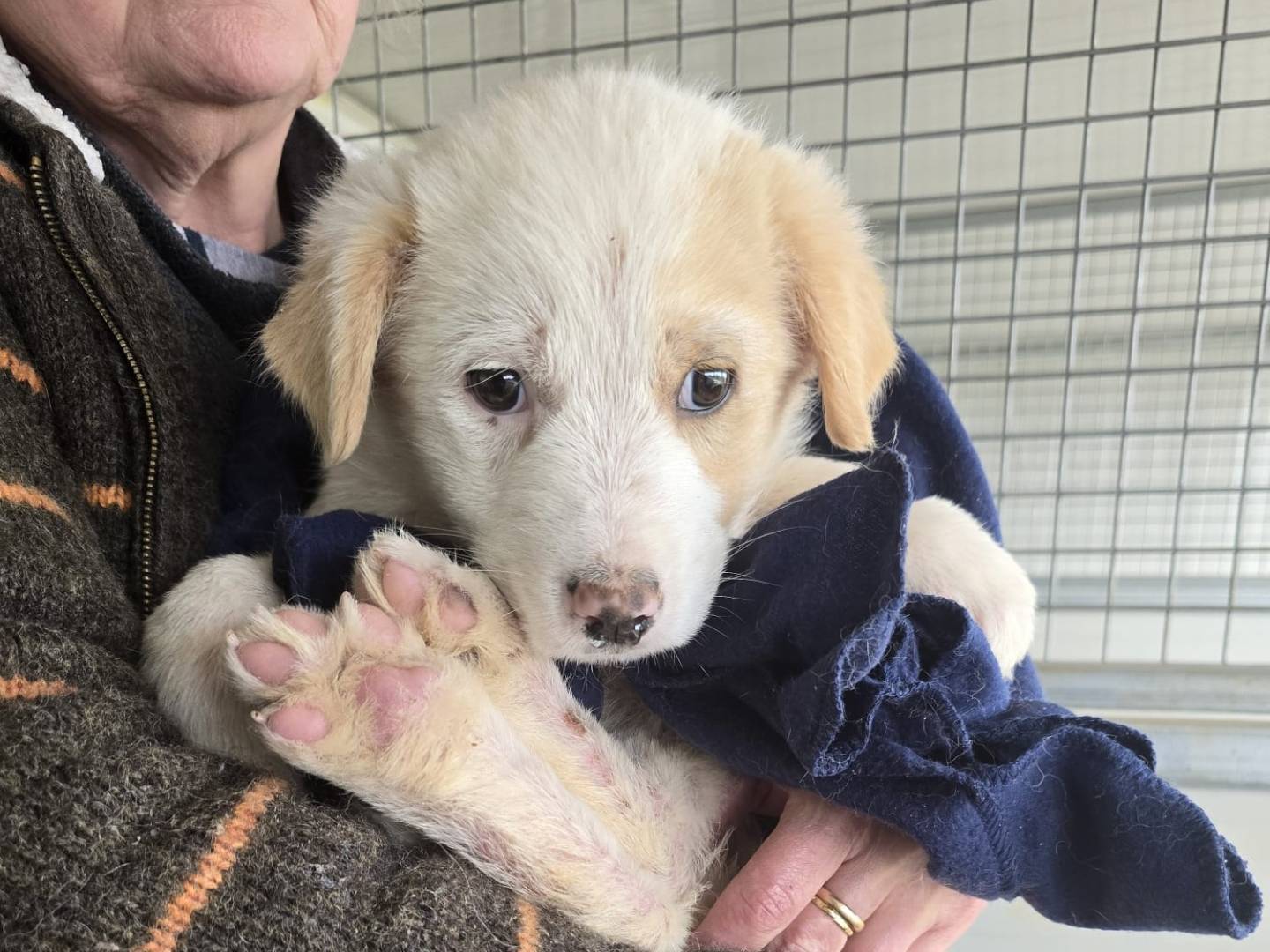 Adotta un cane, taglia media, maschio, Trapani