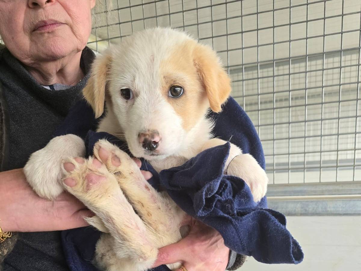 Vuoi adottare un cane a Trapani?