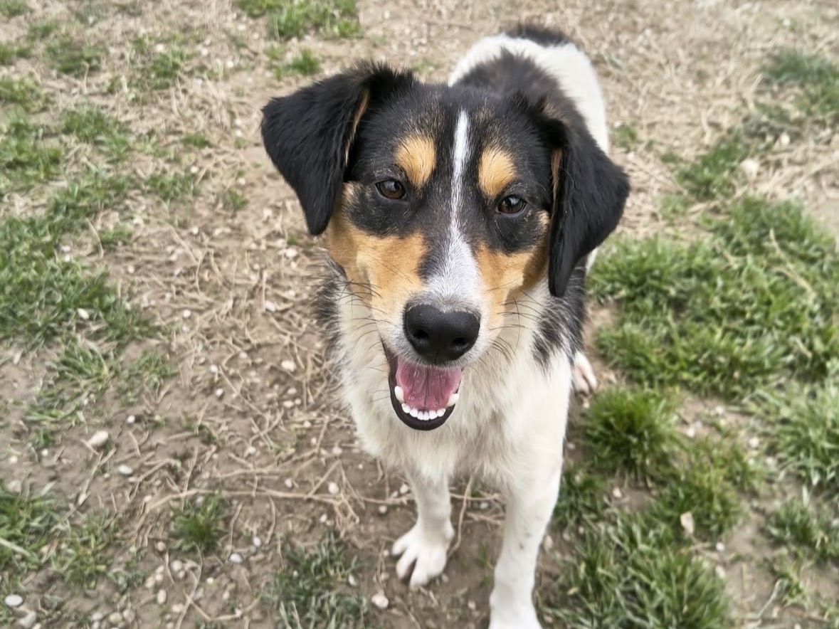 Adozione cane, maschio, Razza sconosciuta Razza sconosciuta, 1 anno, taglia media contenuta, Treviso