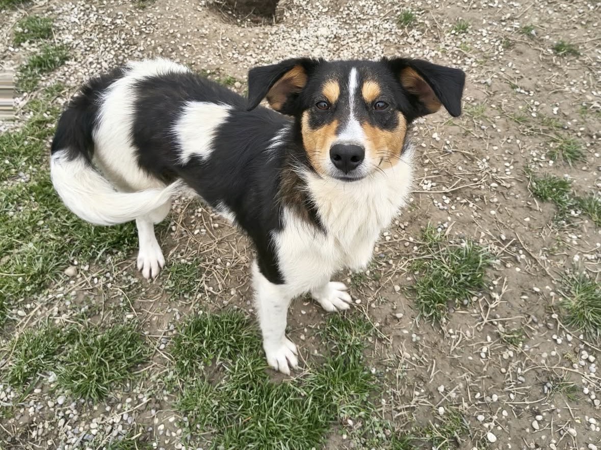 Adotta un cane, maschio, 1 anno, Treviso