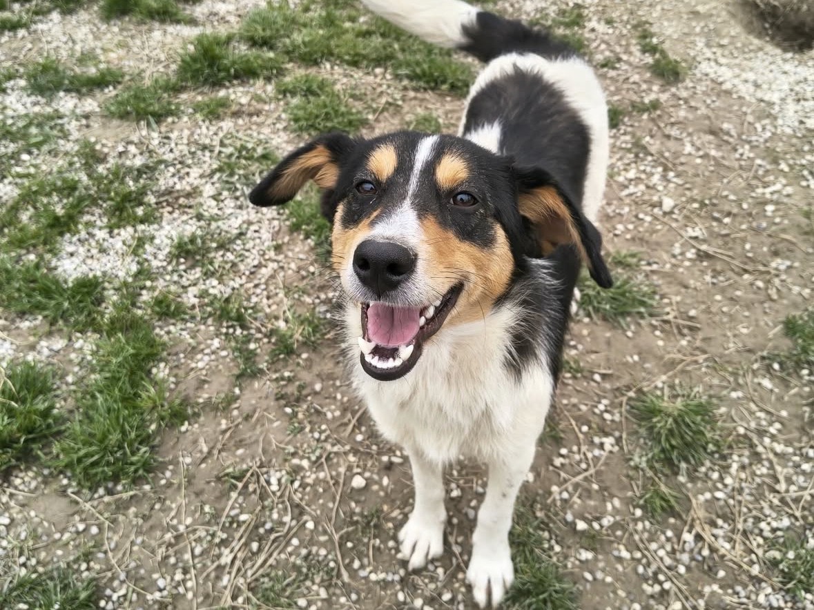 Adotta un cane, taglia media contenuta, maschio, Treviso
