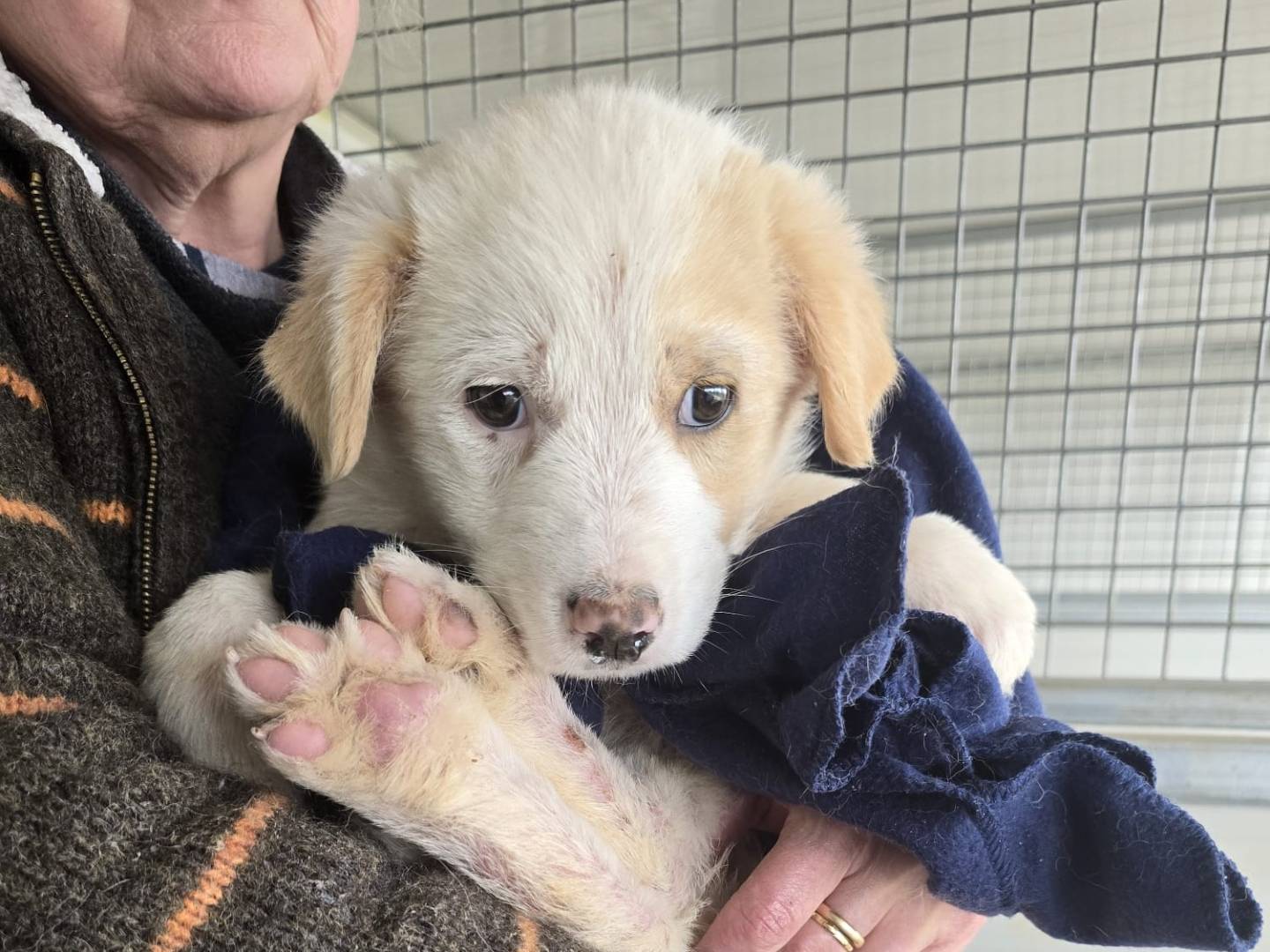 Adotta un cane, taglia media, maschio, Trapani